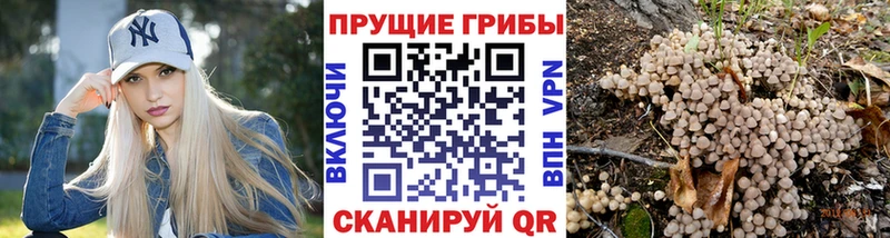 Псилоцибиновые грибы Psilocybe  Асино 